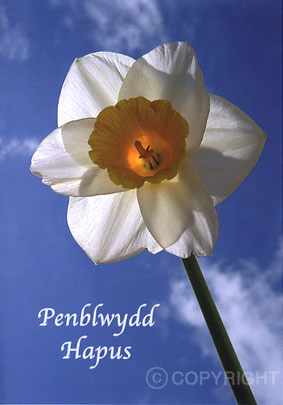Design Pb 35 – Welsh Birthday Card – Penblwydd Hapus