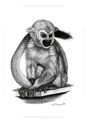 Squirrel Monkey Print (unframed)
