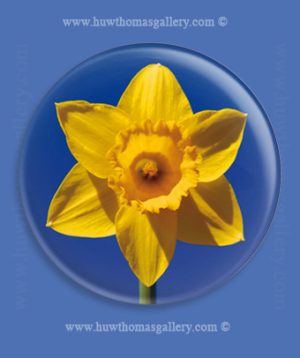 Welsh Daffodil Fridge Magnet – Blue