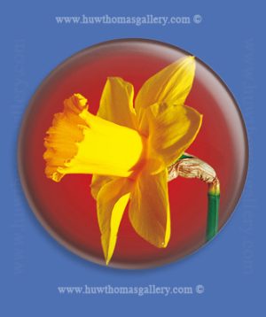 Welsh Daffodil Fridge Magnet – Red