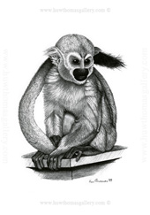 Squirel Monkey Print